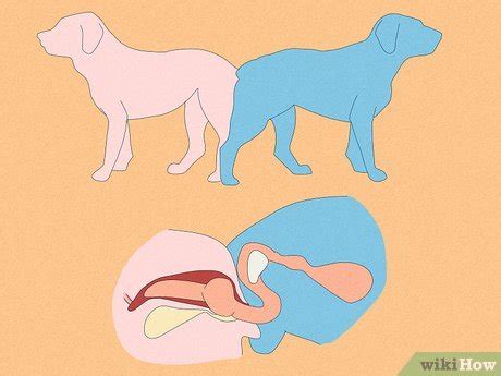 dog intercourse|Exploring the Science behind Dogs Getting Stuck Together